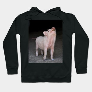 Piggy Hoodie